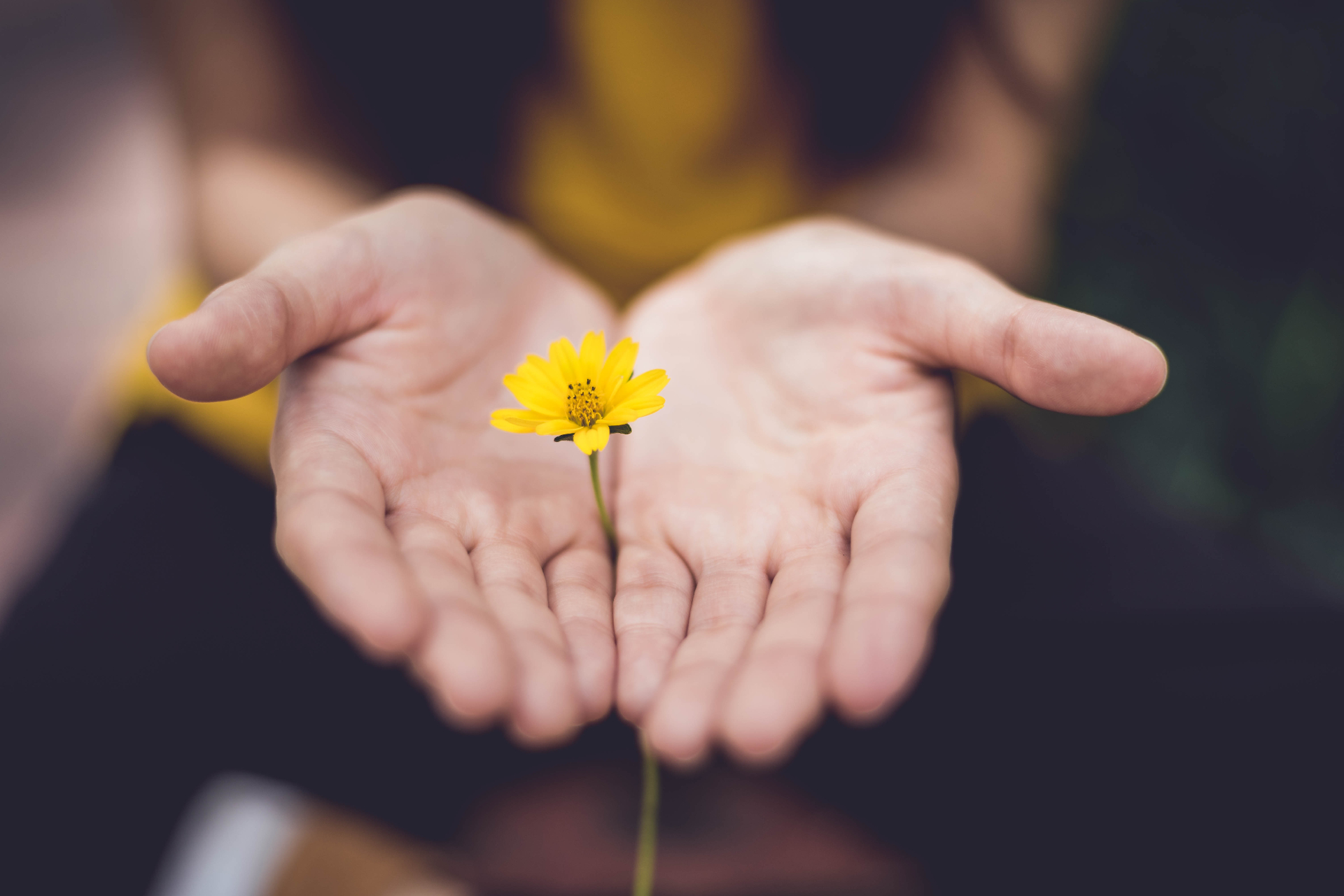 Open hands with one yellow flower in the center